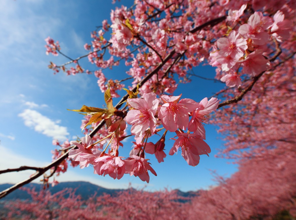 "Cherry blossoms / Sakura / 桜" by TANAKA Juuyoh (田中十洋) is licensed under CC BY 2.0